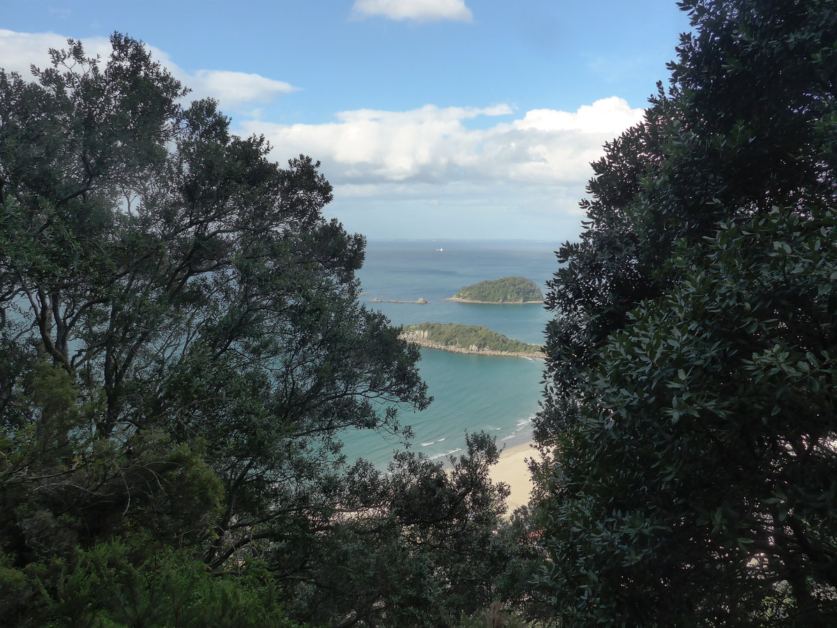 (190'751) - B�ume am Mount Maunganui am 21. April 2018 bei Mauao