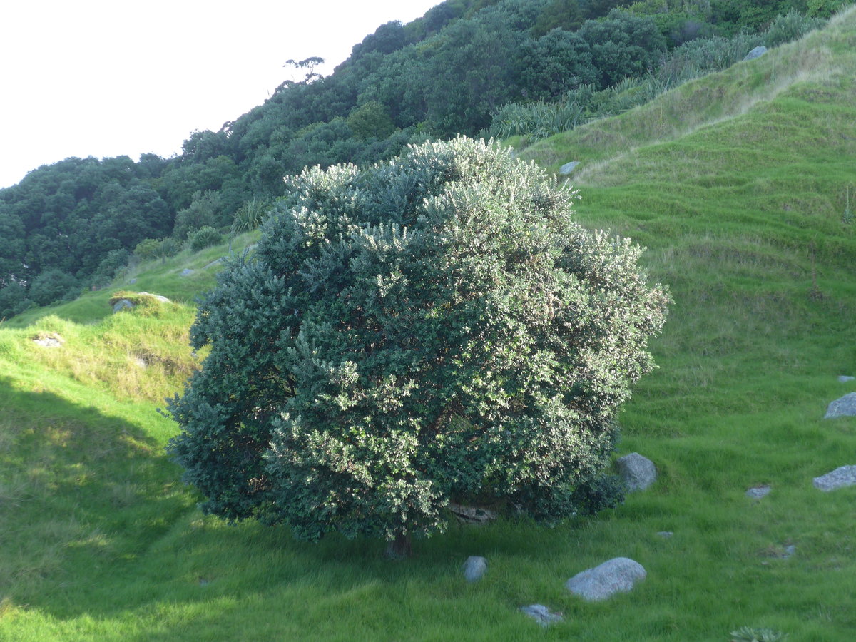 (190'759) - Baum am Mount Maunganui am 21. April 2018 bei Mauao