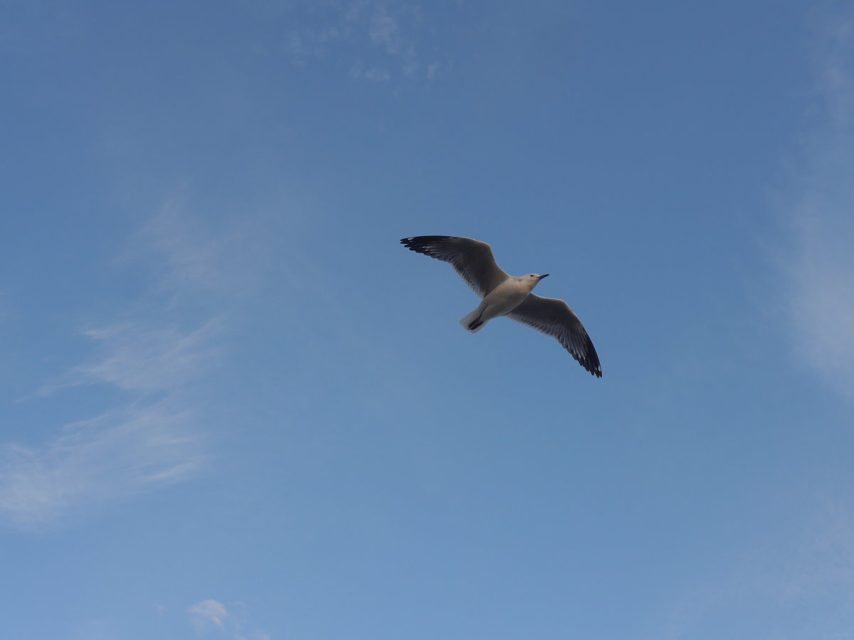 (190'771) - M�ve am 21. April 2018 in Mauao