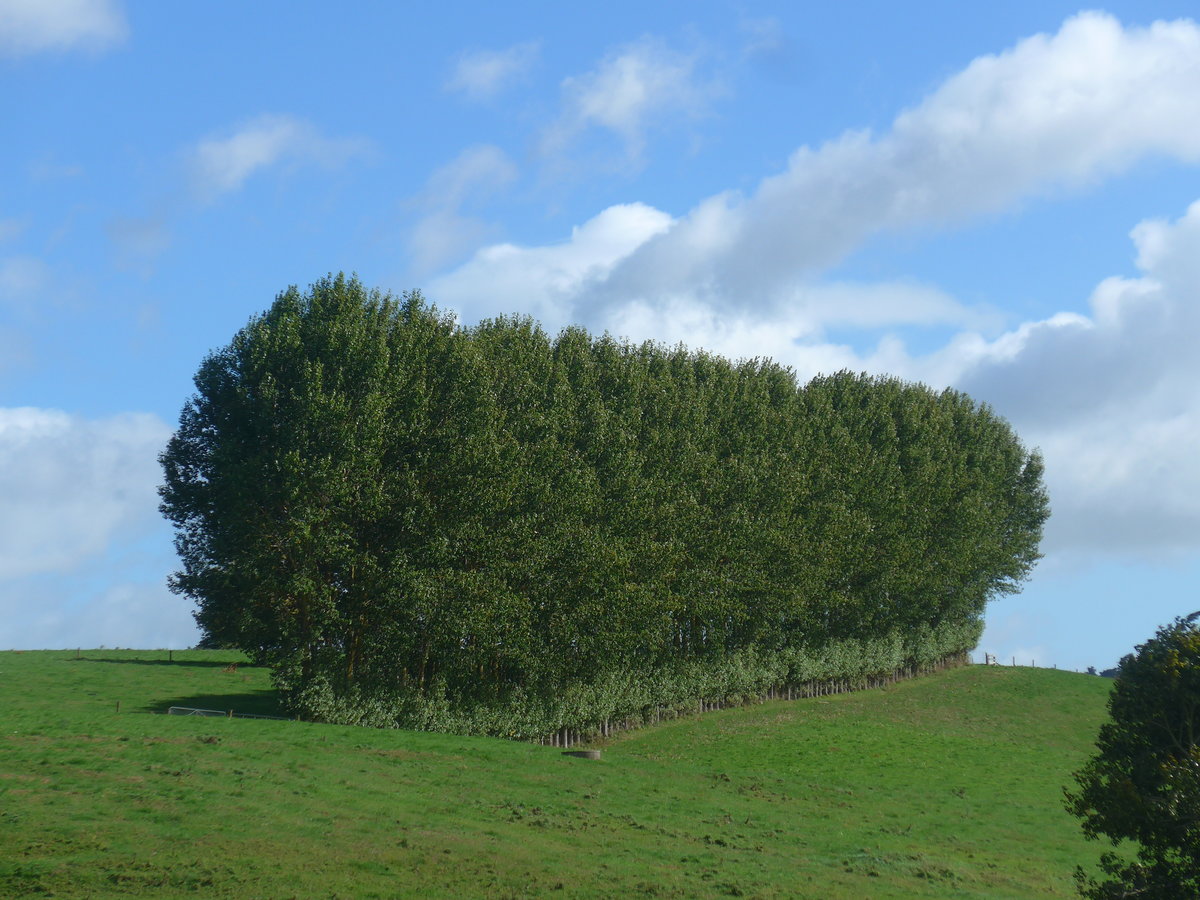 (190'800) - B�ume am 22. April 2018 bei Hinuera