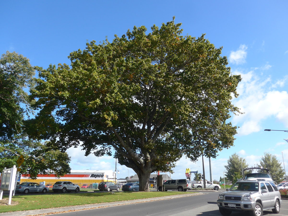 (190'822) - Baum und Nissan - ZP9325 - am 22. April 2018 in Matamata