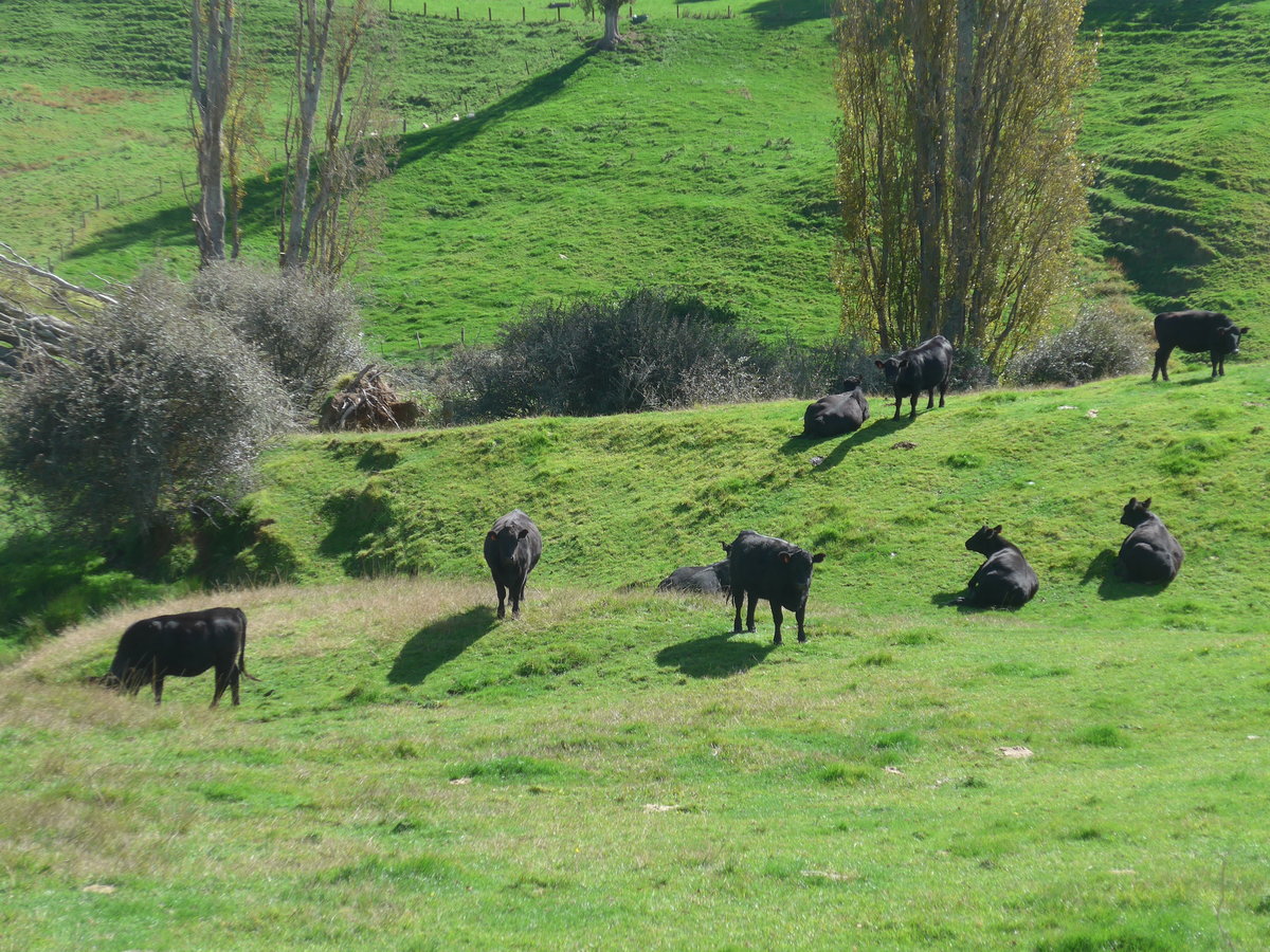 (190'845) - K�he am 22. April 2018 bei Hinuera