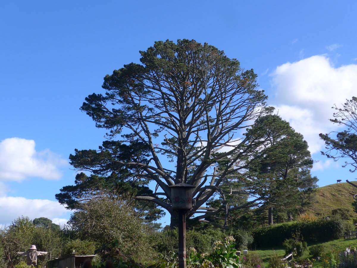 (190'870) - Baum im Hobbiton am 22. April 2018 bei Hinuera