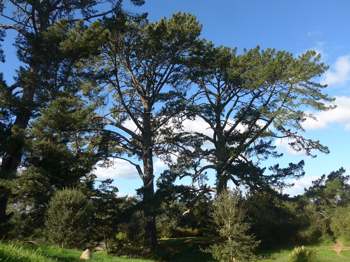 (190'898) - B�ume im Hobbiton am 22. April 2018 bei Hinuera