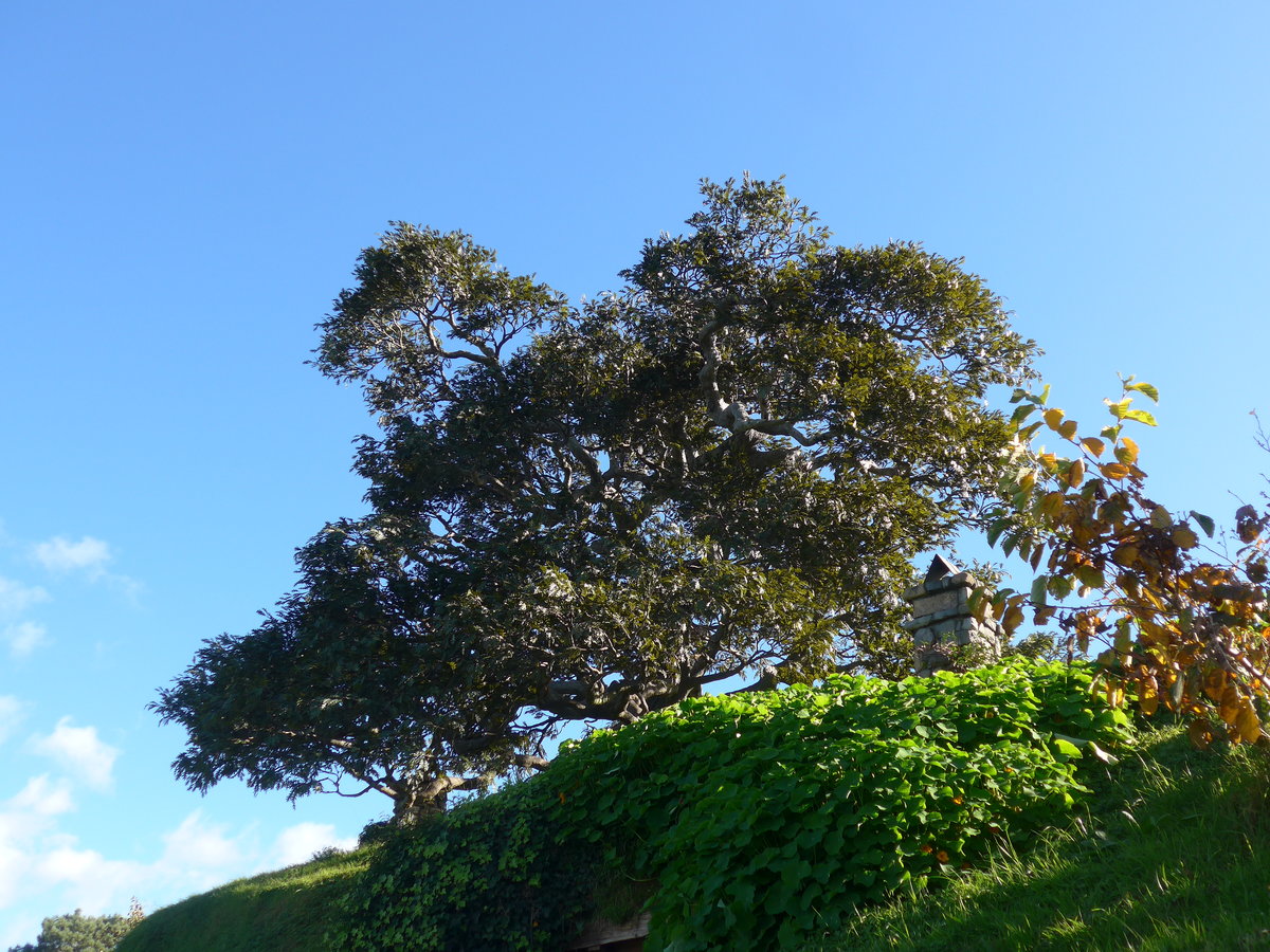 (190'922) - Baum im Hobbiton am 22. April 2018 bei Hinuera