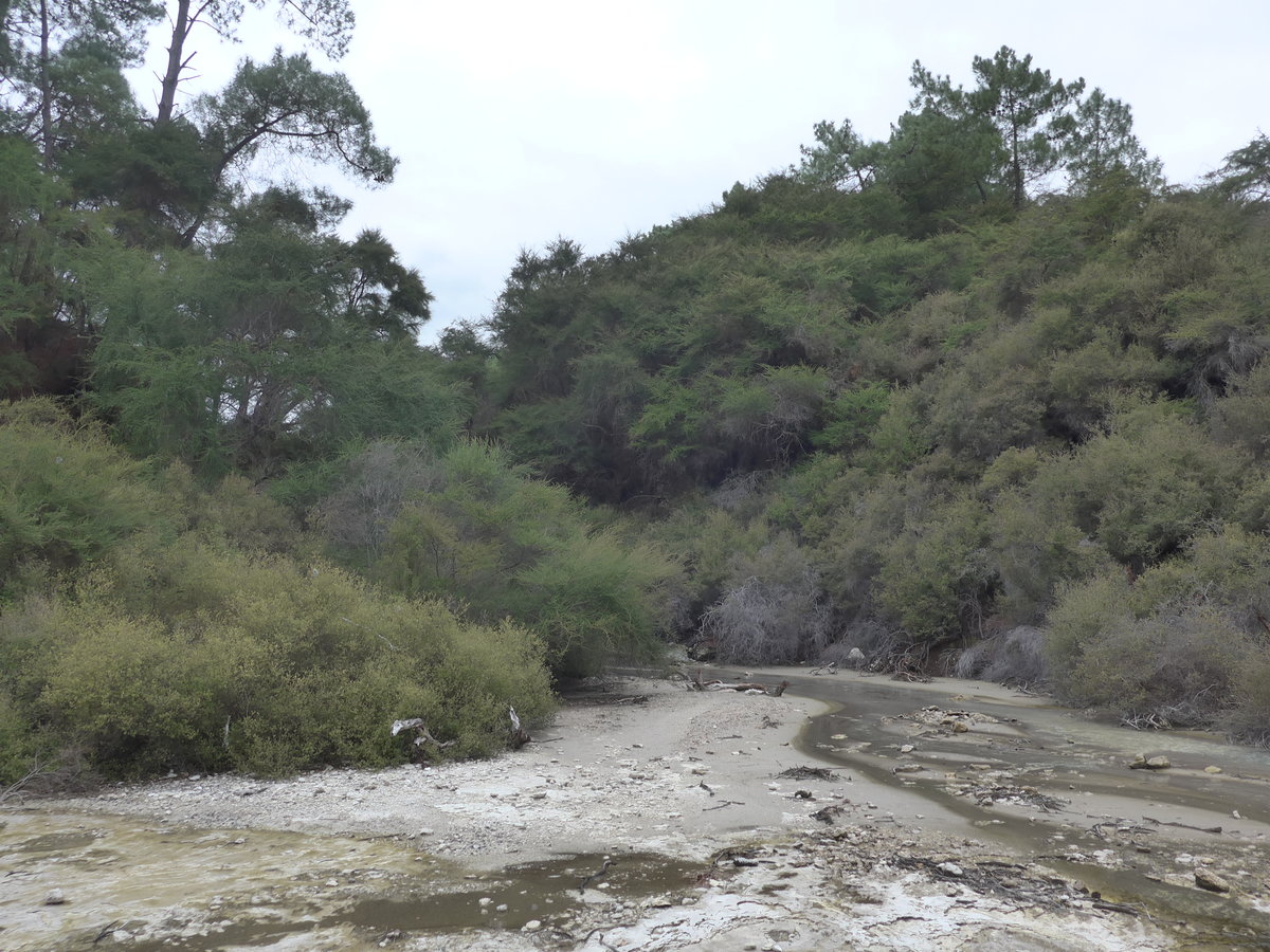 (191'097) - Bach im Wai-O-Tapu Thermal Wonderland am 23. april 2018 bei Rotorua