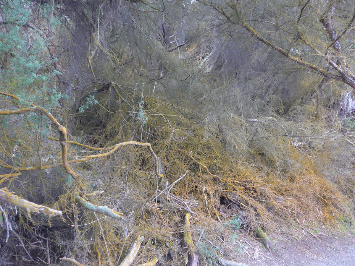 (191'120) - Gestr�pp im Wai-O-Tapu Thermal Wonderland am 23. April 2018 bei Rotorua