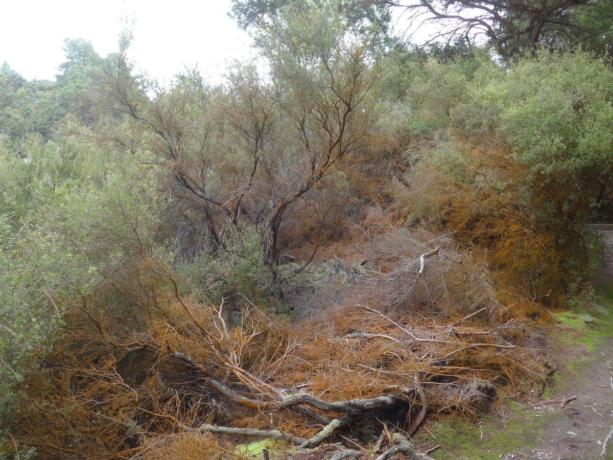 (191'121) - Wald im Wai-O-Tapo Thermal Wonderland am 23. April 2018 bei Rotorua