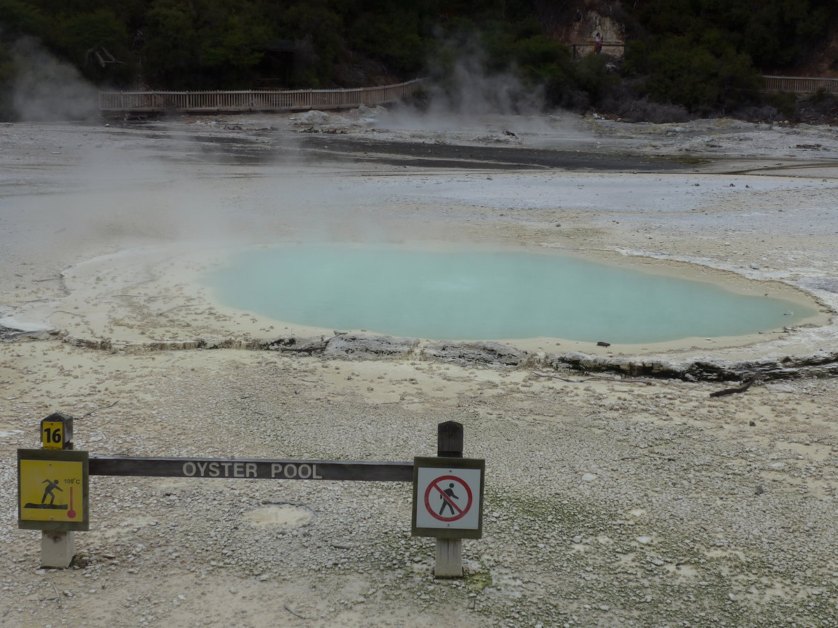 (191'125) - Der Oyster Pool im Wai-O-Tapu Thermal Wonderland am 23. April 2018 bei Rotorua