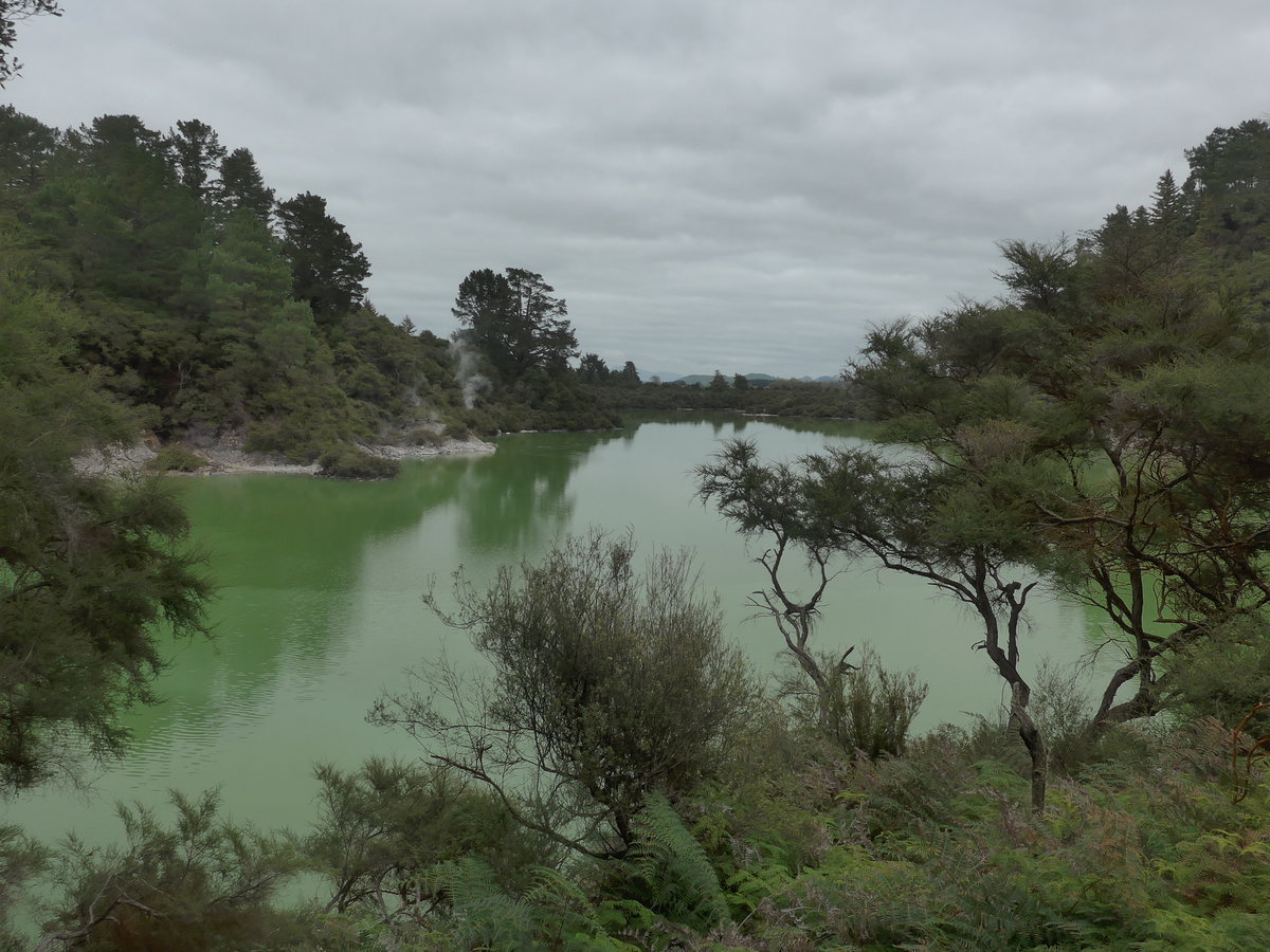 (191'155) - See und B�ume im Wai-O-Tapu Thermal Wonderland am 23. April 2018 bei Rotorua