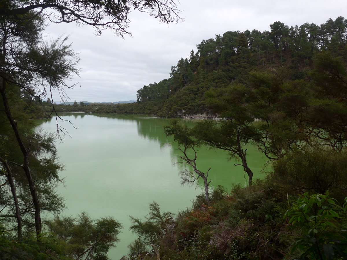 (191'157) - See und B�ume im Wai-O-Tapu Thermal Wonderland am 23. April 2018 bei Rotorua