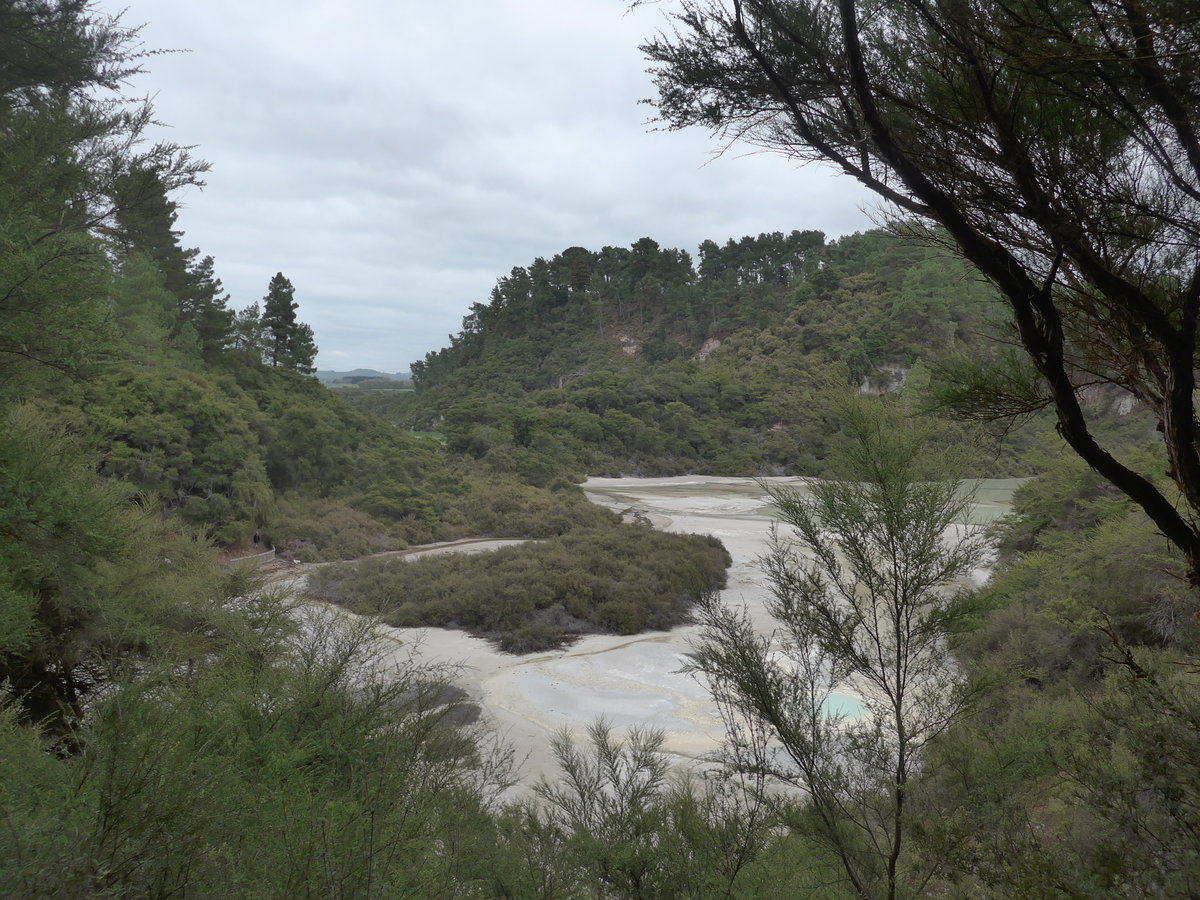 (191'159) - Wald im Wai-O-Tapu Thermal Wonderland am 23. April 2018 bei Rotorua