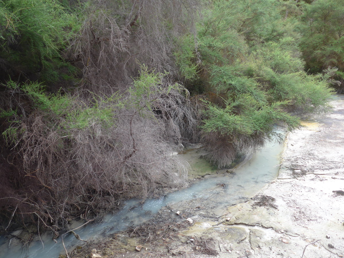 (191'163) - B�chli im Wai-O-Tapu Thermal Wonderland am 23. April 2018 bei Rotorua