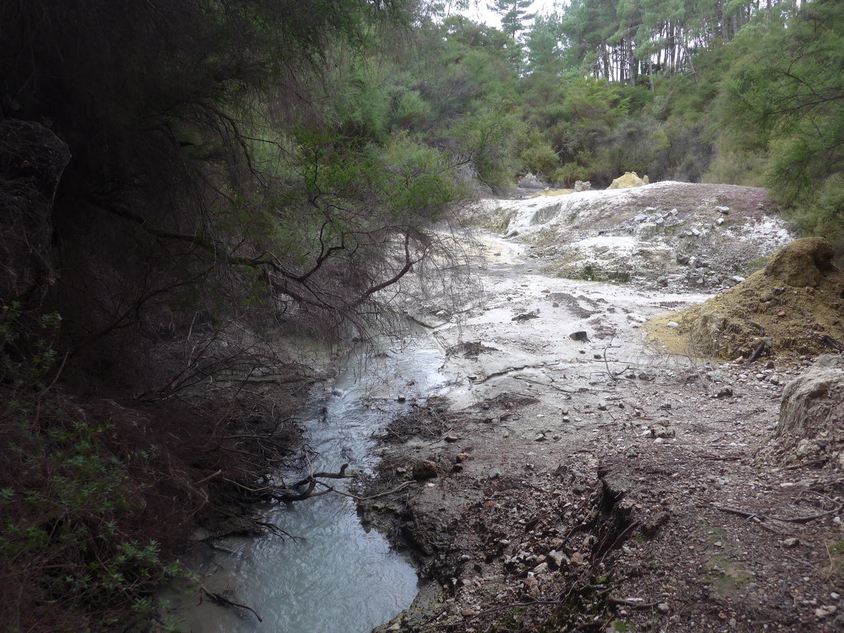 (191'164) - B�chli im Wai-O-Tapu Thermal Wonderland am 23. April 2018 bei Rotorua