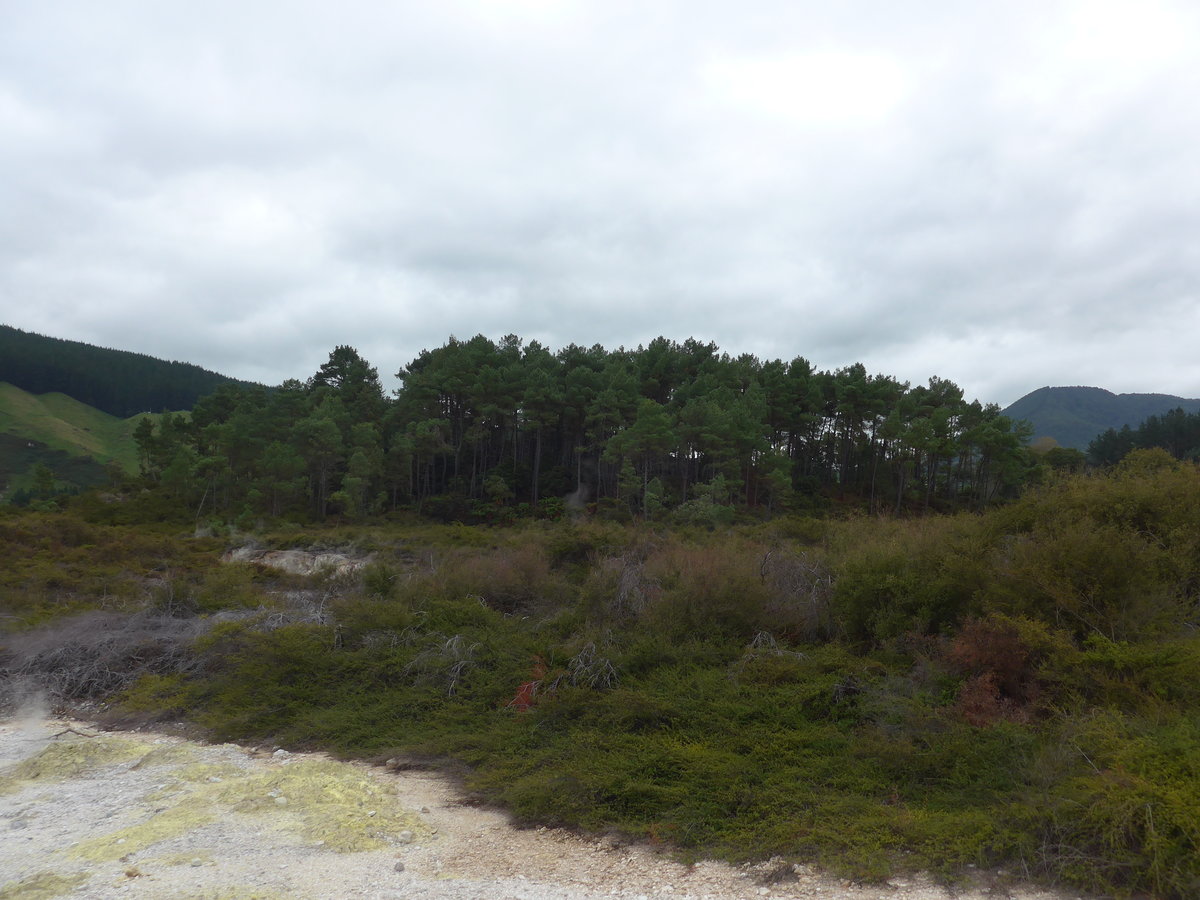 (191'173) - Wald im Wai-O-Tapu Thermal Wonderland am 23. April 2018 bei Rotorua