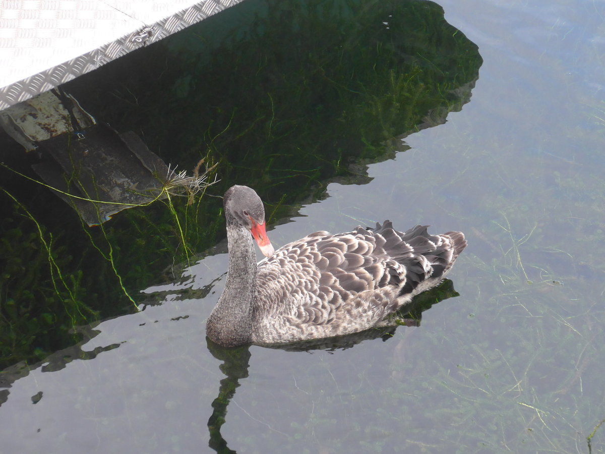 (191'220) - Schwan am 24. April 2018 im Hafen von Taupo