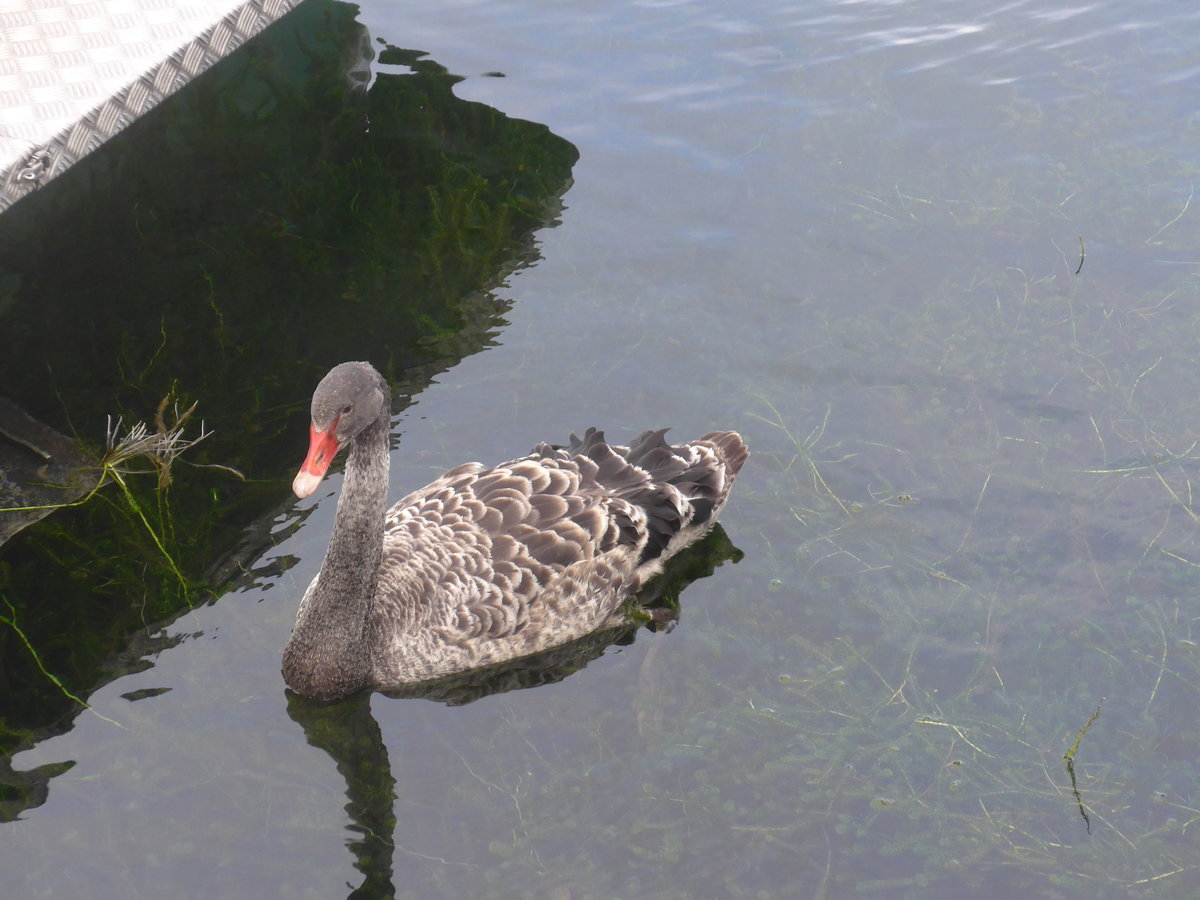 (191'222) - Schwan am 24. April 2018 im Hafen von Taupo