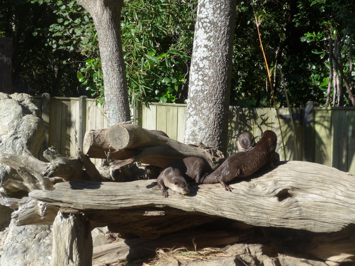 (191'427) - Fischottern am 26. April 2018 in Wellington, ZOO