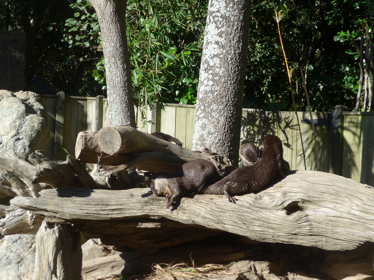 (191'428) - Fischottern am 26. April 2018 in Wellington, ZOO