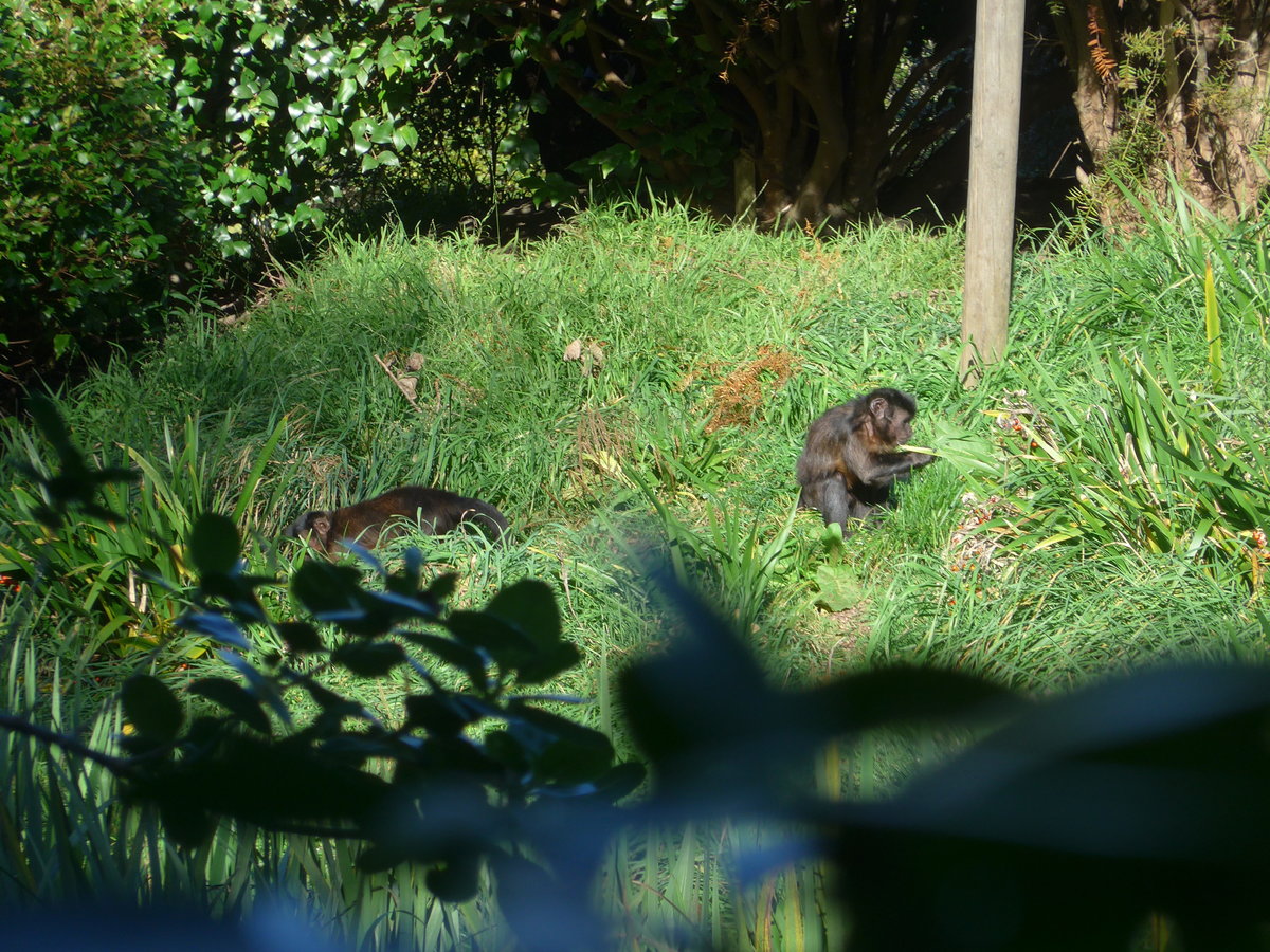 (191'434) - Affen am 26. April 2018 in Wellington, ZOO