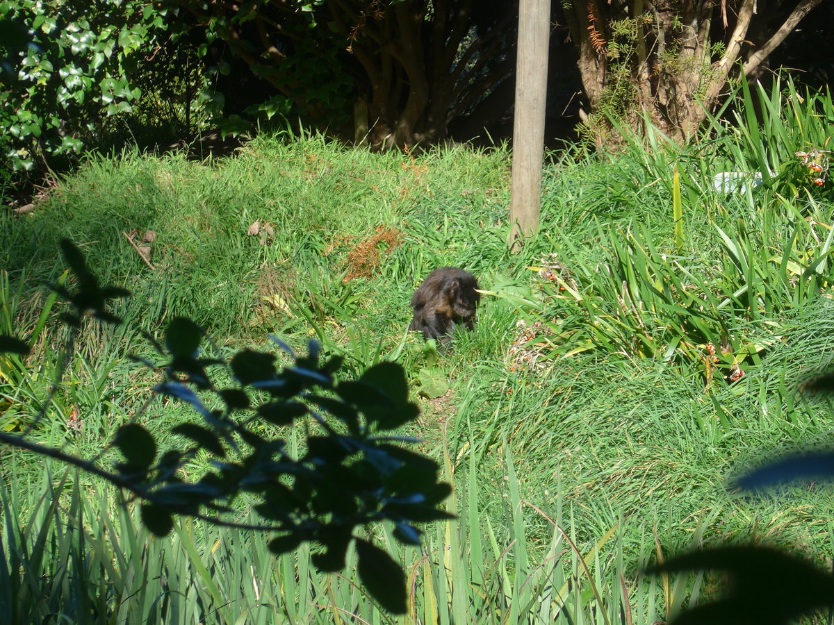 (191'435) - Affe am 26. April 2018 in Wellington, ZOO