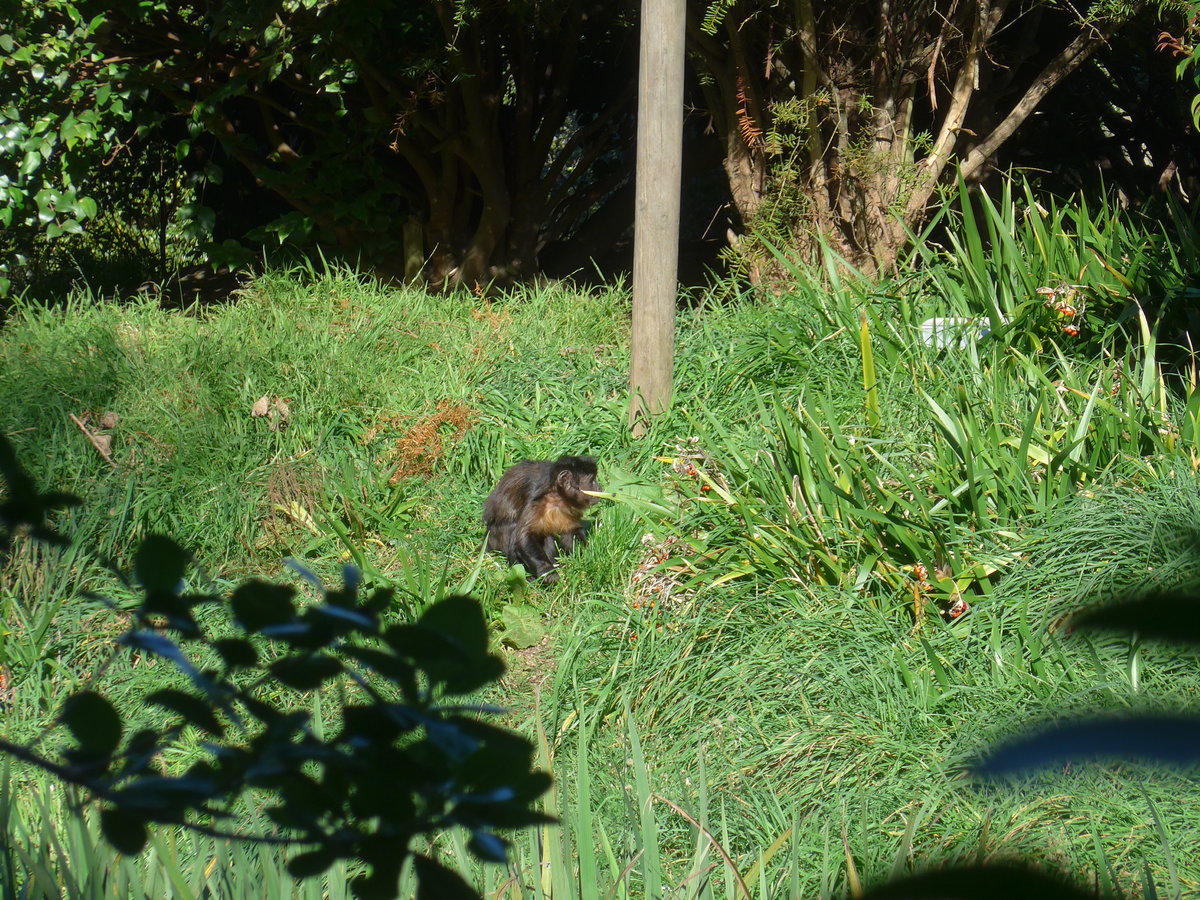 (191'436) - Affe am 26. April 2018 in Wellington, ZOO