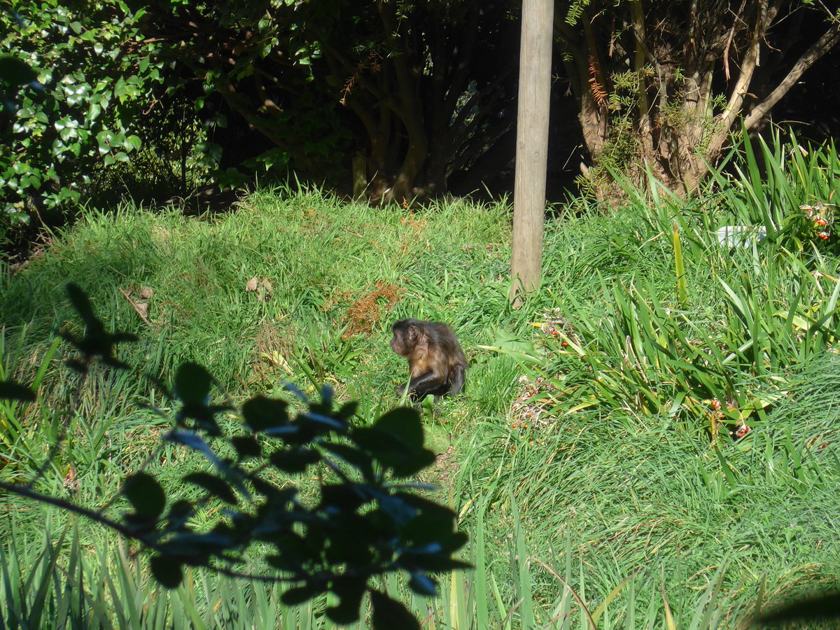 (191'437) - Affe am 26. April 2018 in Wellington, ZOO