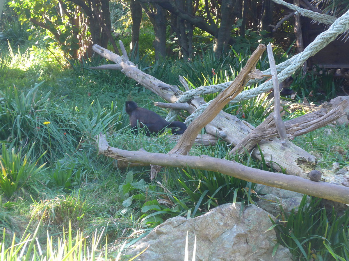 (191'438) - Affe am 26. April 2018 in Wellington, ZOO