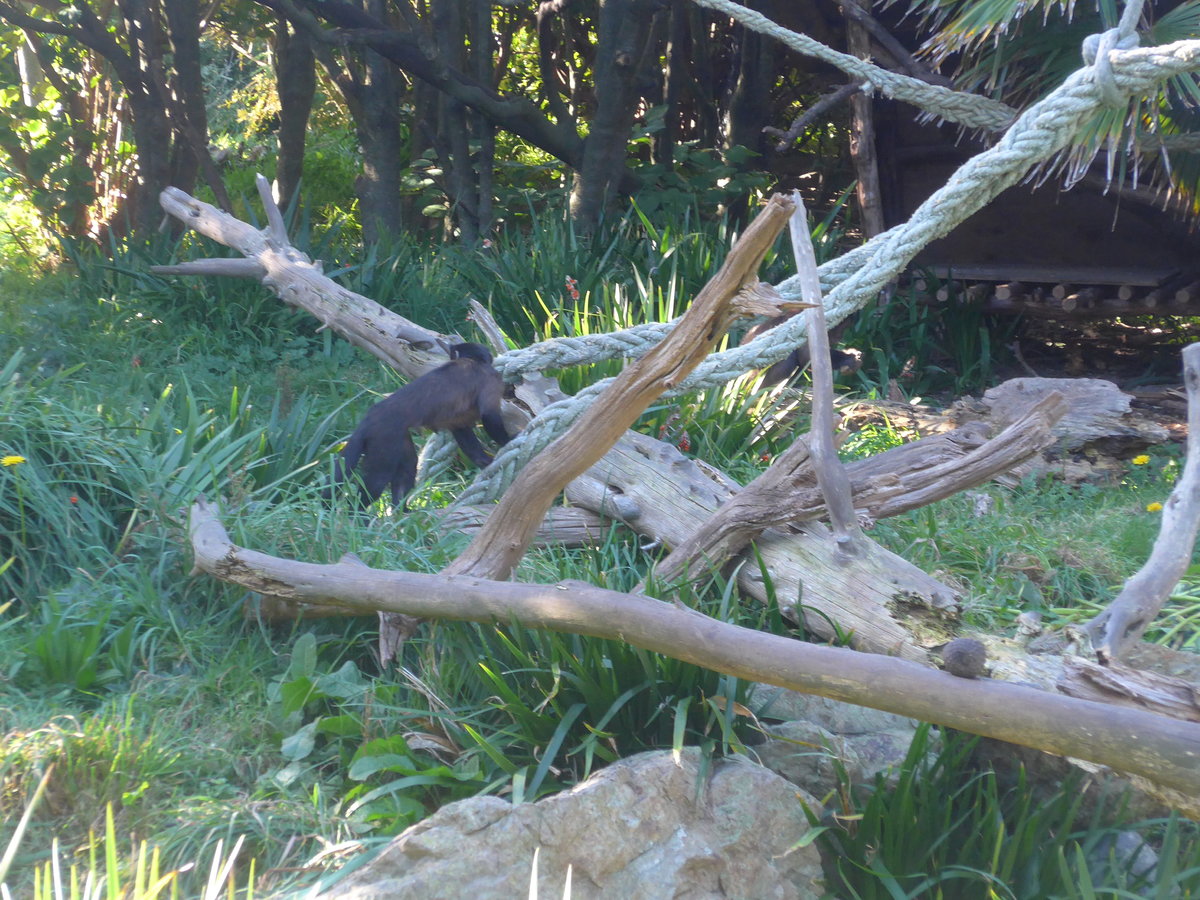 (191'439) - Affe am 26. April 2018 in Wellington, ZOO