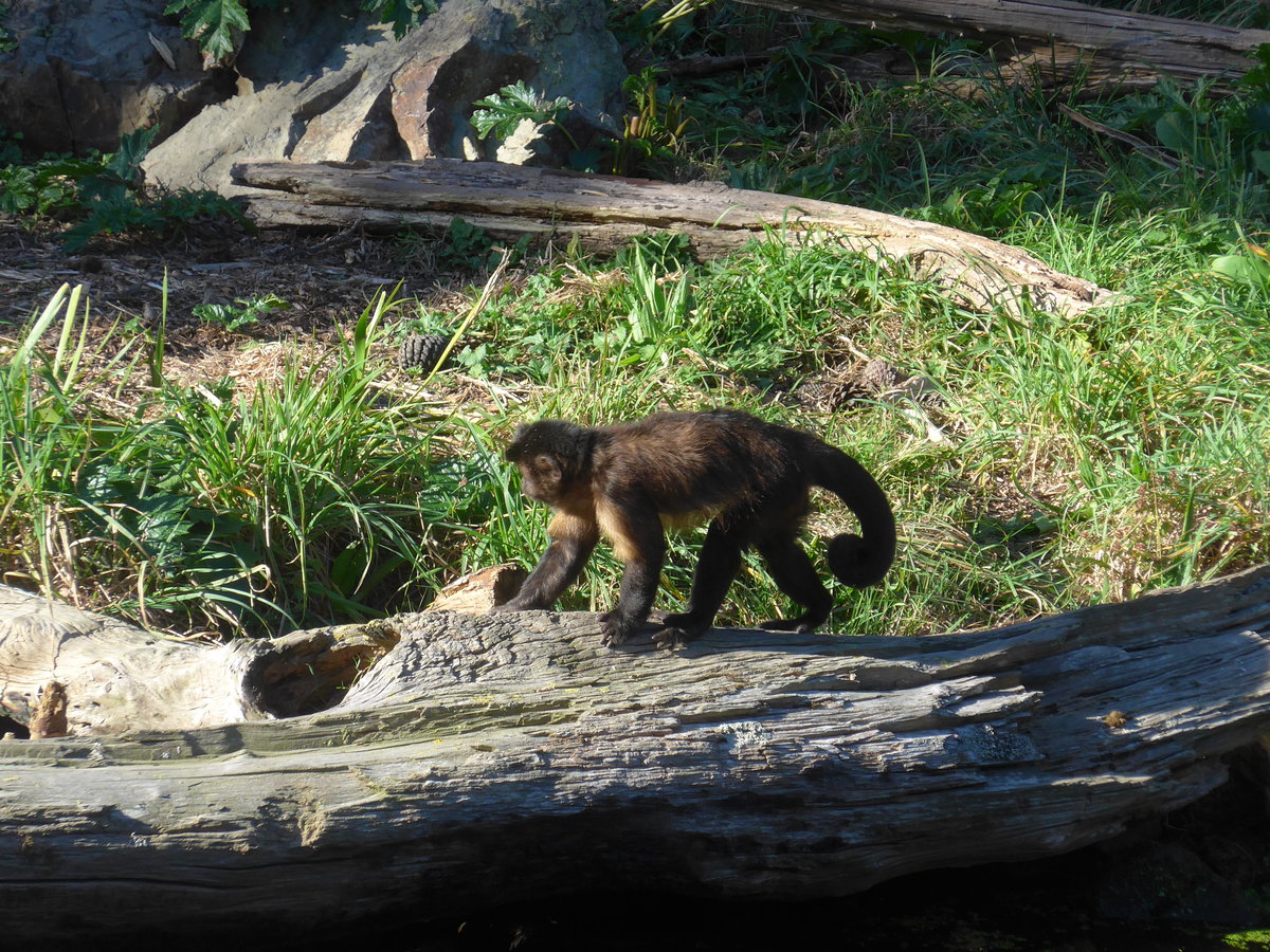 (191'440) - Affe am 26. April 2018 in Wellington, ZOO