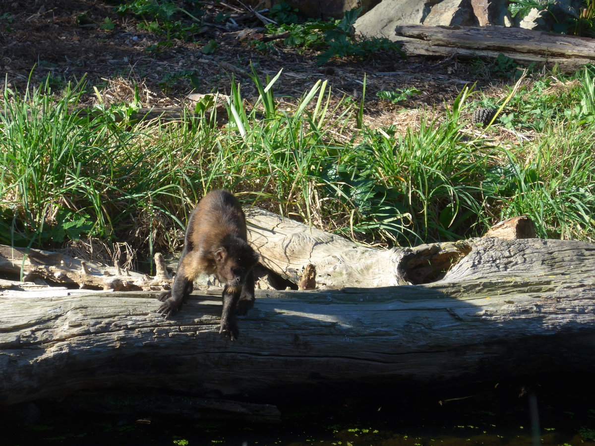 (191'441) - Affe am 26. April 2018 in Wellington, ZOO