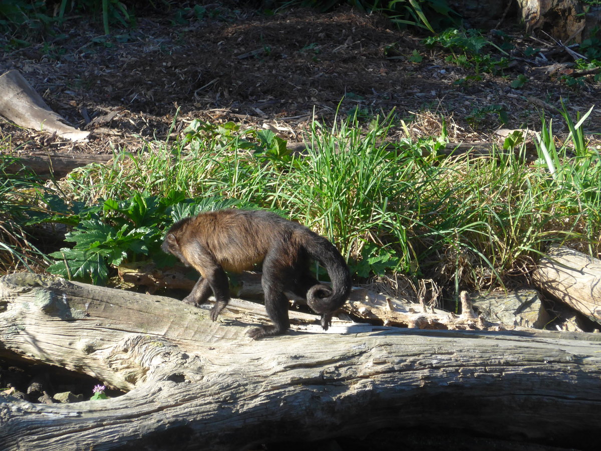 (191'442) - Affe am 26. April 2018 in Wellington, ZOO
