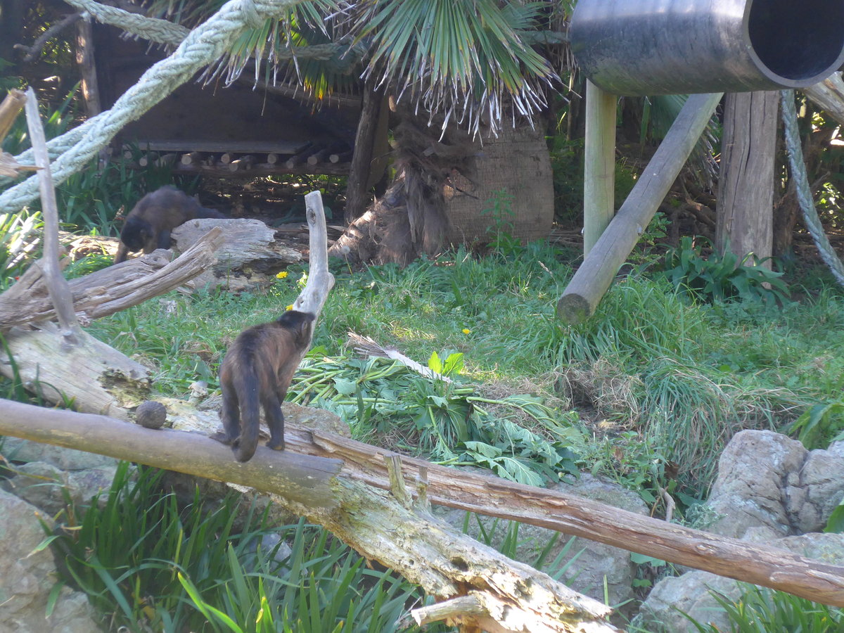 (191'443) - Affen am 26. April 2018 in Wellington, ZOO