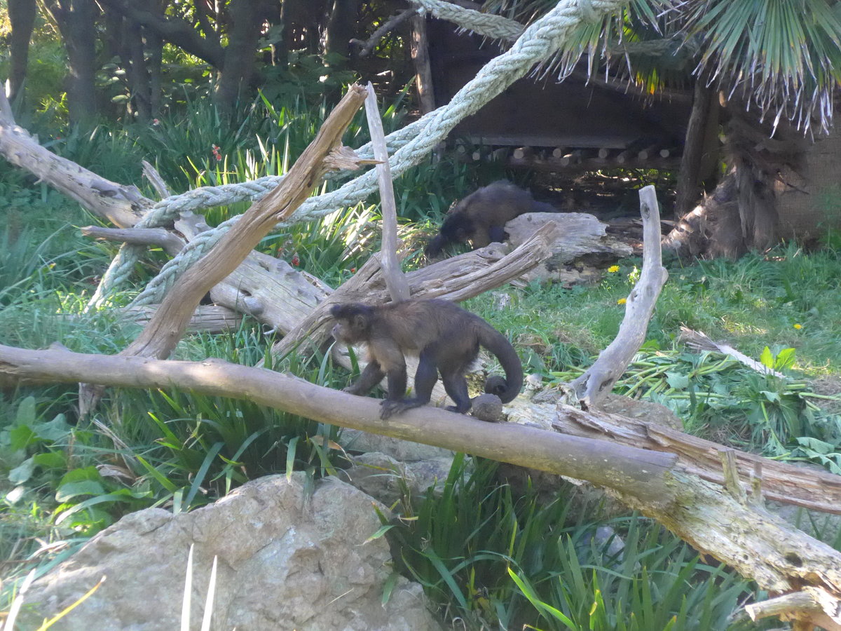 (191'444) - Affen am 26. April 2018 in Wellington, ZOO