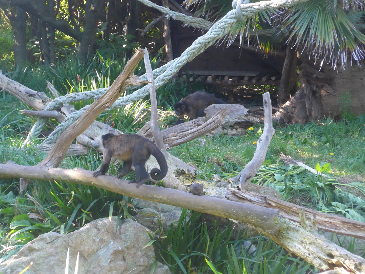 (191'445) - Affen am 26. April 2018 in Wellington, ZOO