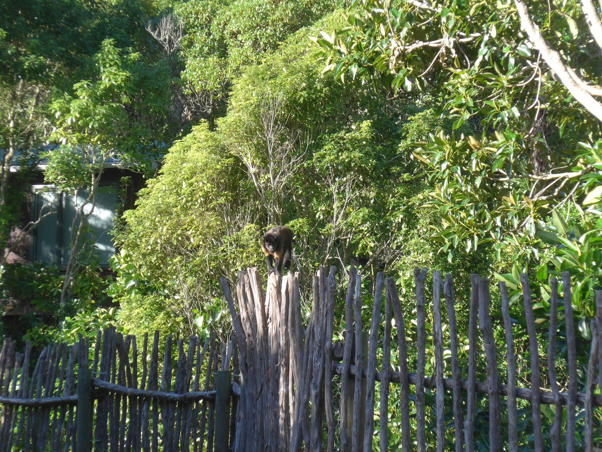(191'446) - Ein Affe auf dem Zaun am 26. April 2018 in Wellington, ZOO