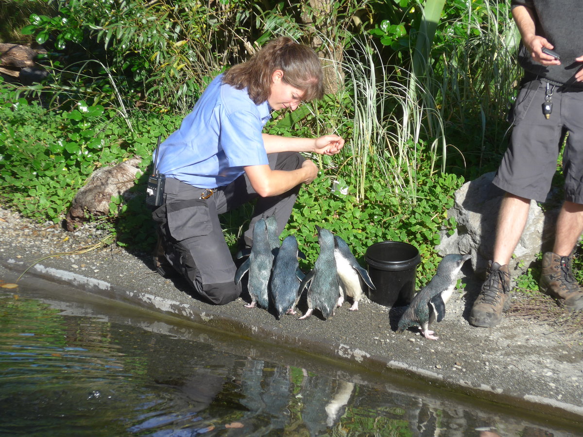 (191'450) - F�tterung der Pinguine am 26. April 2018 in Wellington, ZOO