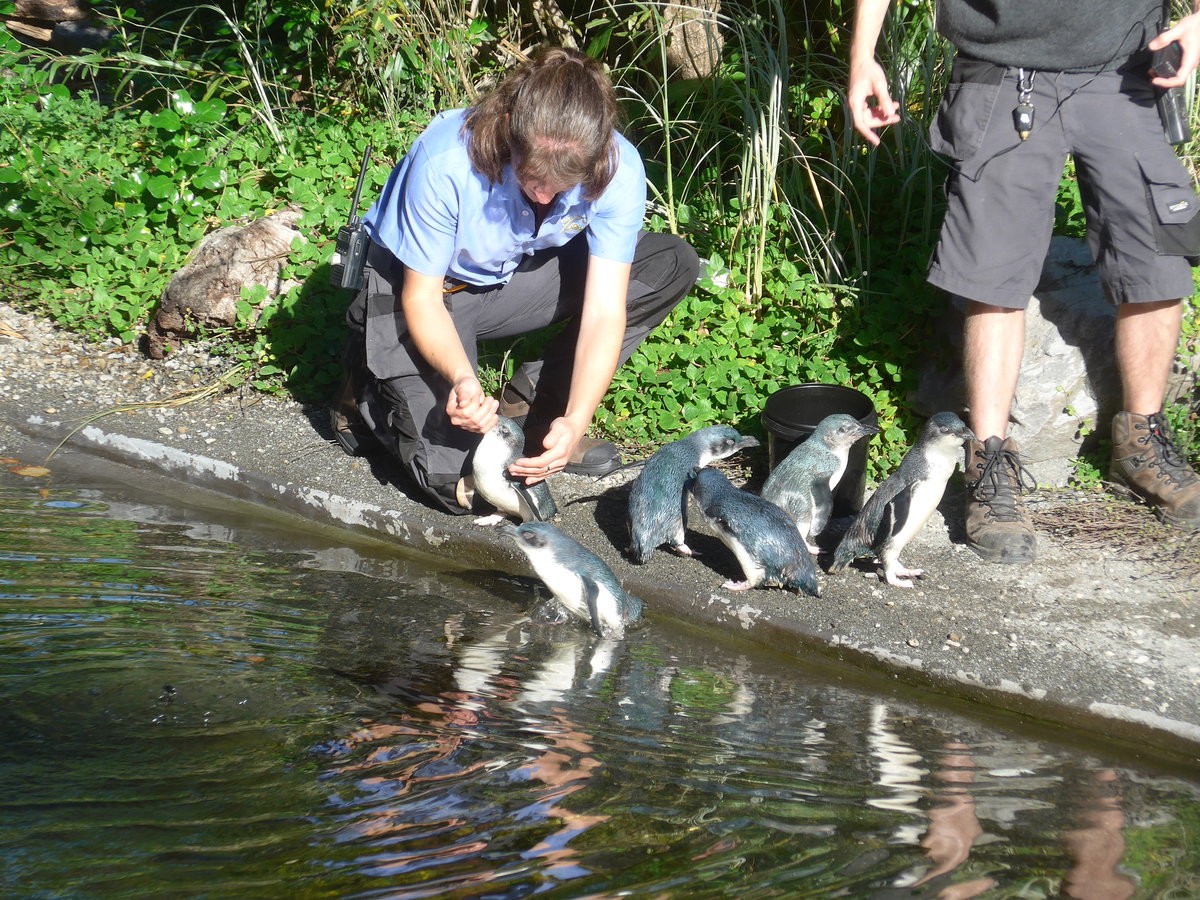 (191'451) - F�tterung der Pinguine am 26. April 2018 in Wellington, ZOO
