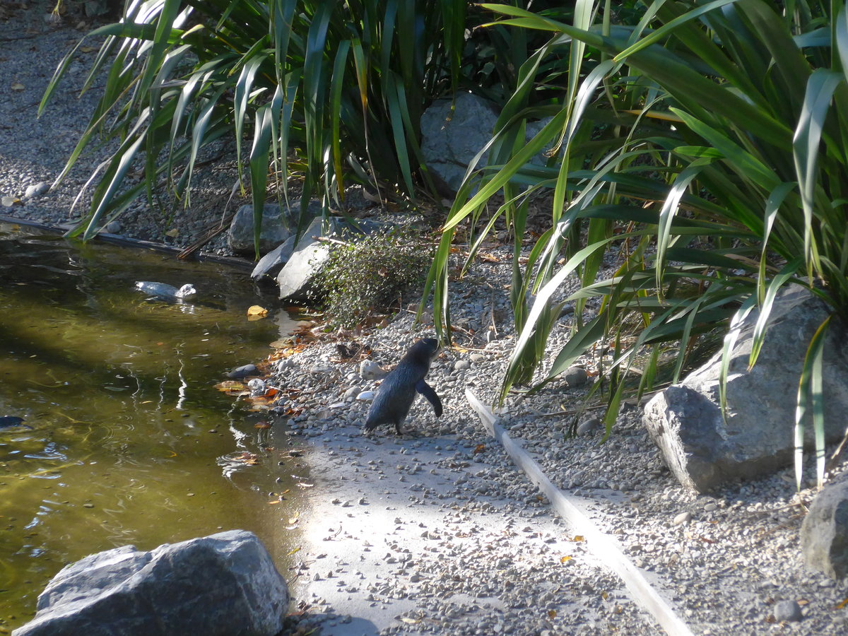 (191'455) - Pinguine am 26. April 2018 in Wellington, ZOO