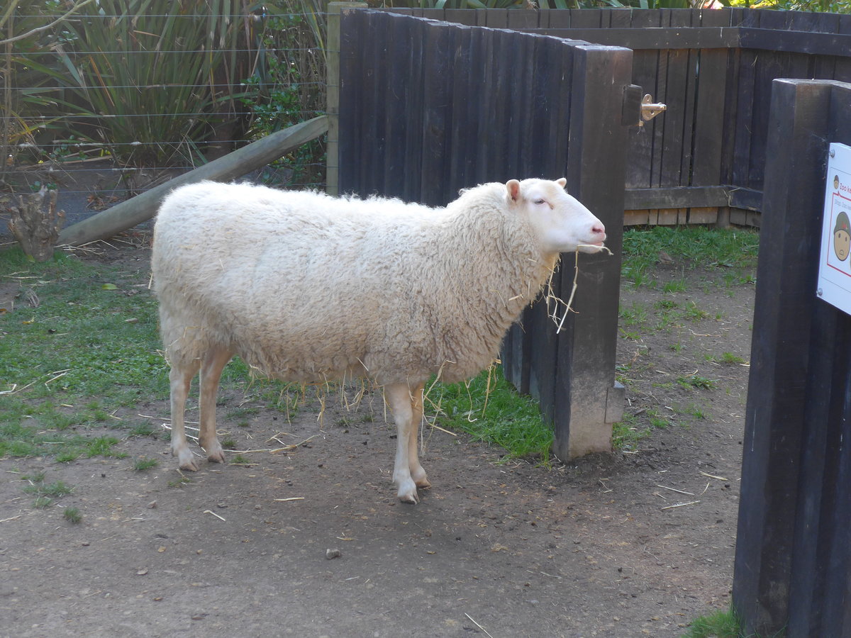 (191'462) - Schaf am 26. April 2018 in Wellington, ZOO