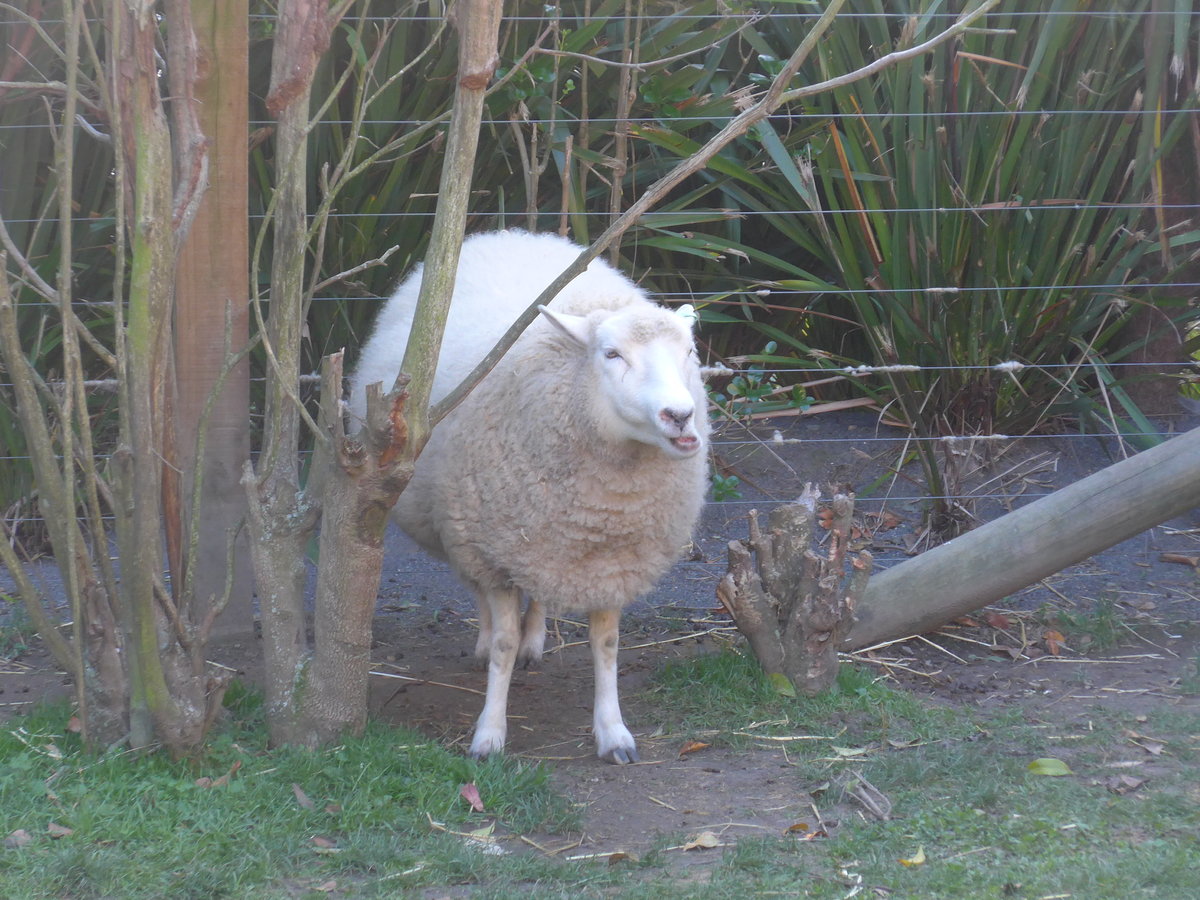 (191'463) - Schaf am 26. April 2018 in Wellington, ZOO