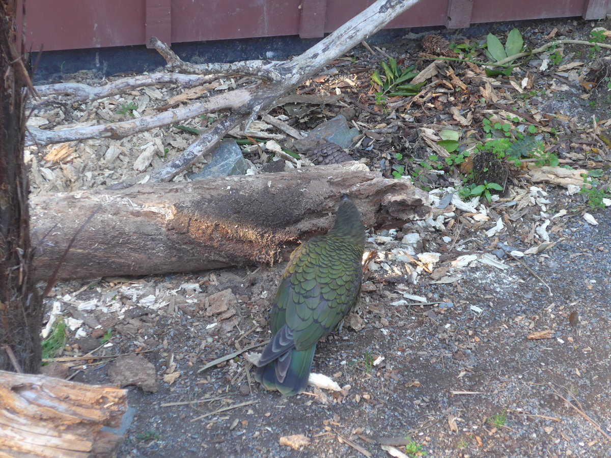 (191'468) - Kea am 26. April 2018 in Wellington, ZOO