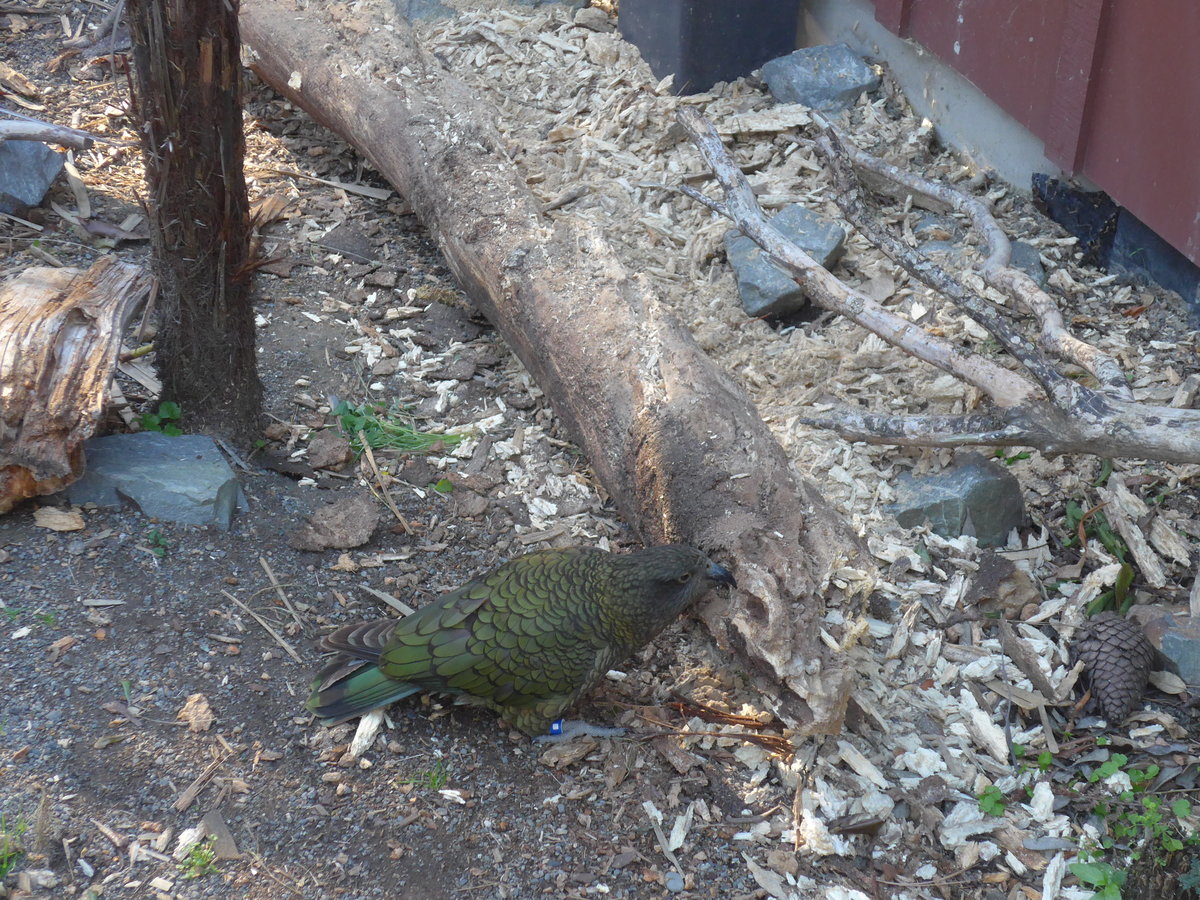(191'469) - Kea am 26. April 2018 in Wellington, ZOO