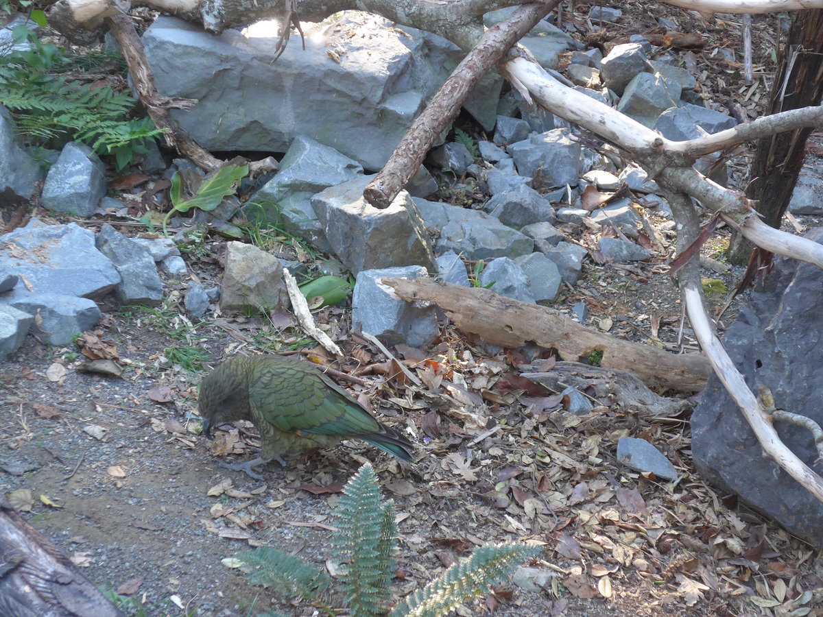 (191'471) - Kea am 26. April 2018 in Wellington, ZOO