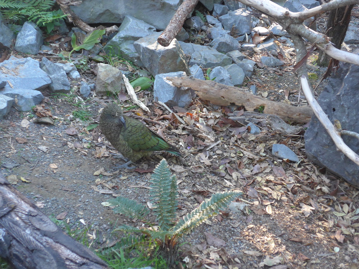 (191'472) - Kea am 26. April 2018 in Wellington, ZOO