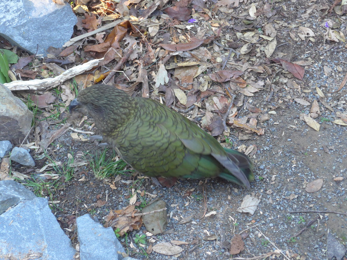 (191'473) - Kea am 26. April 2018 in Wellington, ZOO