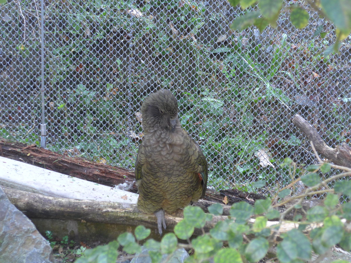 (191'474) - Kea am 26. April 2018 in Wellington, ZOO