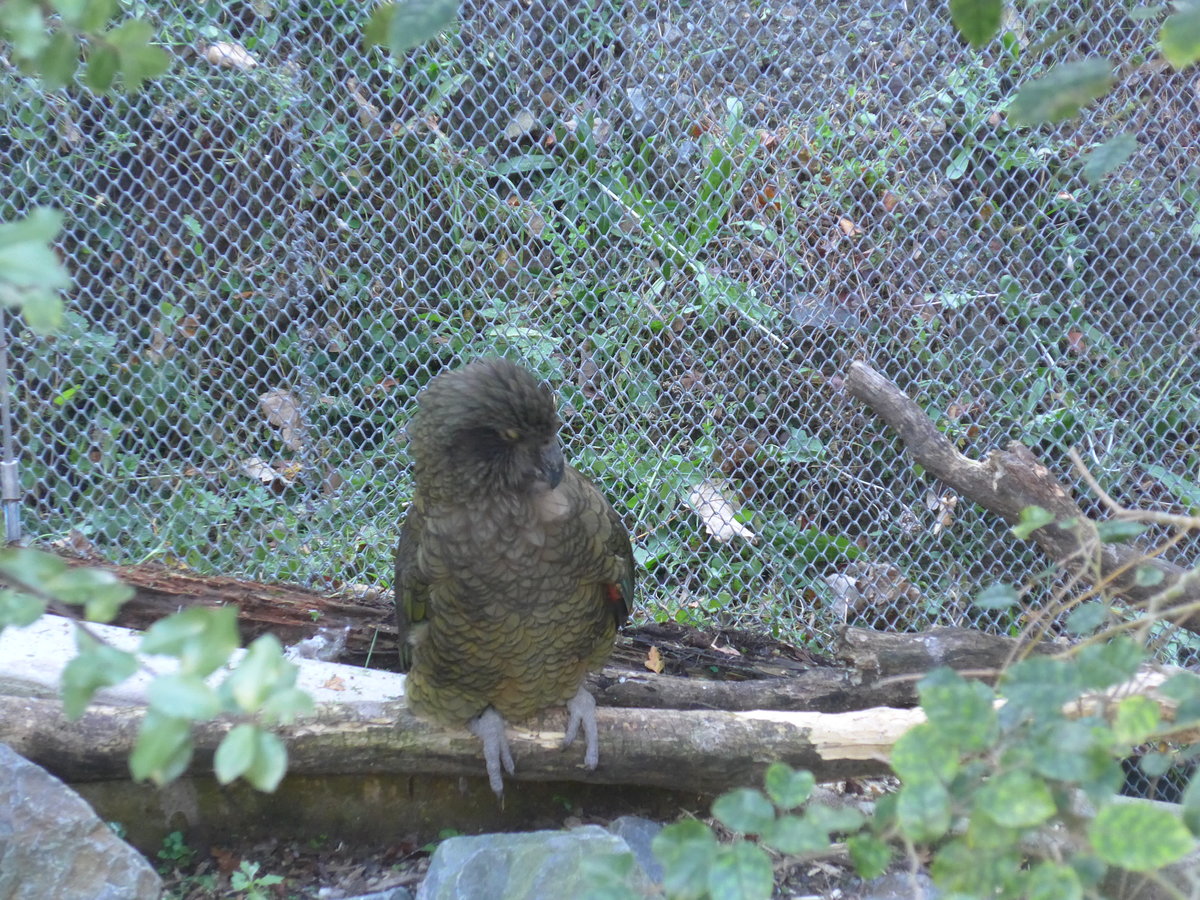 (191'475) - Kea am 26. April 2018 in Wellington, ZOO