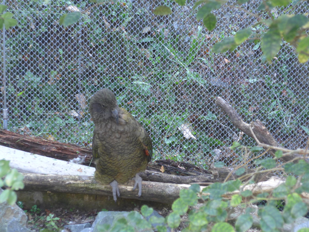 (191'476) - Kea am 26. April 2018 in Wellington, ZOO