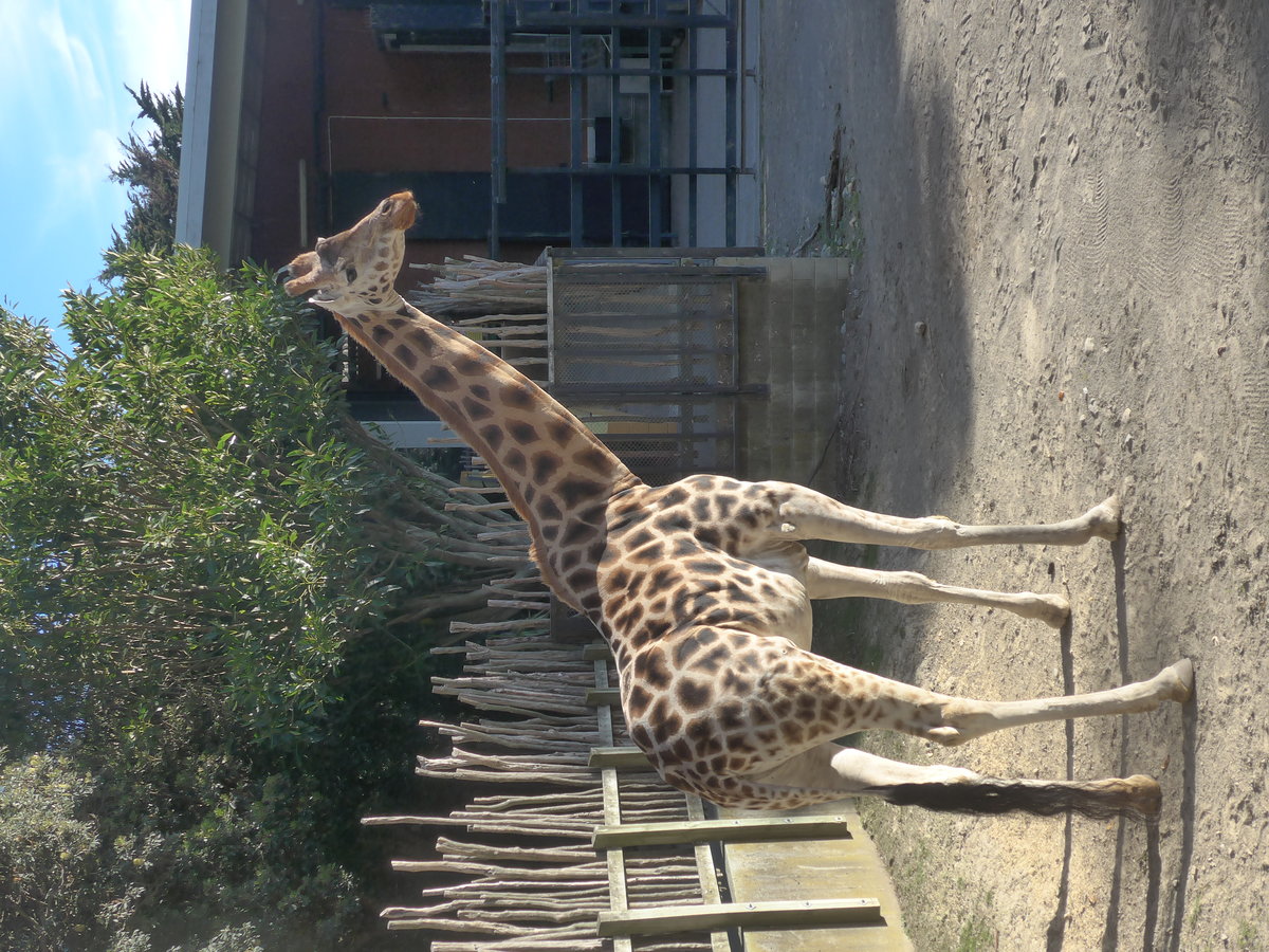 (191'484) - Giraffe am 26. April 2018 in Wellington, ZOO